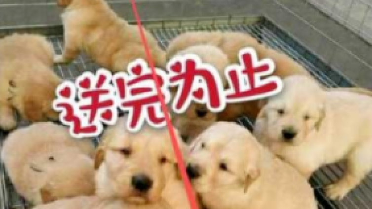【網(wǎng)絡(luò)營銷項(xiàng)目分享】靠寵物賺錢的小眾暴利項(xiàng)目！
